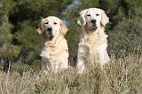 GOLDEN RETRIEVER 501